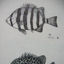 강담 Daum카페