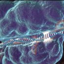 다우킴벌리 이미지