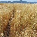 강진슈퍼 이미지