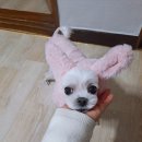 끌리개 이미지