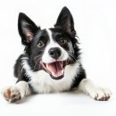 동탄호수동물병원 이미지