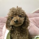 몽이네컷 이미지