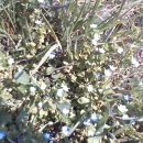 메추리농장 이미지