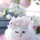 이도에코오산 | 반려동물 스튜디오 :: 펫더제인에서 구름이 여름 화보 촬영했어요♡ (w. 로얄테일즈 루이스백팩)