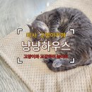 힐링하우스 | [하남 미사 고양이 카페 추천] 낭낭하우스에서 힐링한 후기