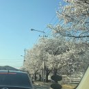 화담숲은 고지대였다...(2026.4.5 방문후기)