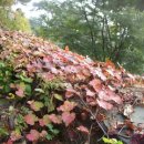 하늘담쟁이 이미지