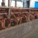 동영한우농장 이미지