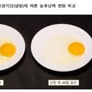 계란 효능 계란 칼로리 삶은 계란 후라이 이미지