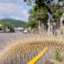 서호동-7 이미지