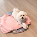 몽글몽글 펫 | 속초 가족여행 반려견 동반 가능한 아이파크스위트 호텔 펫룸 솔직후기