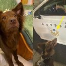 강아지와 산책 이미지