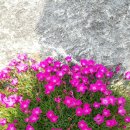 왕초보의 좌충우돌 꽃키우기 1탄... 이미지