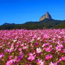 100대 명산에 피어난 가을꽃" 국내 최초로 열리는 가을 축제 여행지 이미지