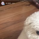 고롱고롱 이미지