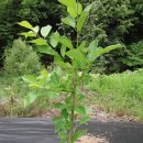 돌배농원 이미지