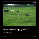 미소-가 | 제주 아침미소목장 후기 🐄 가볼만한곳 목장 카페