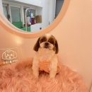 댕댕이를 부탁해 이미지