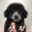 개소리펫샵 이미지