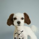 브라운 펫살롱 이미지