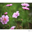 바람새마을 이미지