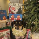 알로하펫 이미지