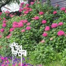 온천천시민공원 수국 이미지