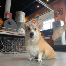 (주)피터펫 이미지