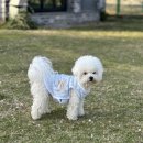 올레애견펜션 이미지