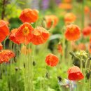 일요일 단상 : Flowers Boost Seniors' Well Being 이미지