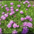 노을과포도향기 이미지