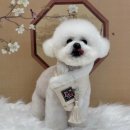 더독그루머스 이미지