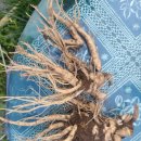 새싹슈퍼 이미지