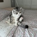 행복이불 이미지