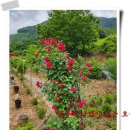 엔도르핀농장 이미지