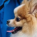 다온.댕 이미지