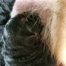 아마존애견사 이미지