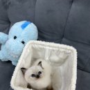 독스캣 강아지고양이 수원점 이미지