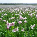 양귀비 (楊貴妃; opium poppy) 이미지