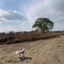 대명애견 이미지