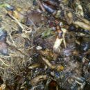 우리산약초 이미지