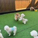 댕구르강아지유치원 이미지