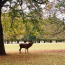 쉼터사슴 이미지