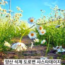 구소석길 | 부산근교 양산 석계 도로변 샤스타데이지 꽃밭 소소하지만 예쁘게 보고 왔던 후기/개화상황 위치 주차정보