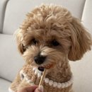 재화애견수제간식 이미지