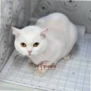 고양이 무마취미용&호텔 무냥무냥 부산서면점 | 부산고양이미용의 새로운 패러다임, 무냥무냥 부산서면점 방문 후기