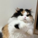 냥냥펀치 이미지