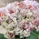 헤브즈