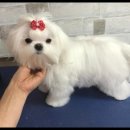 펫이좋아 이미지