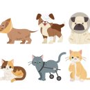 클리어동물병원 이미지